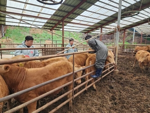 울진군, 2024년 하반기 구제역백신 일제접종 실시