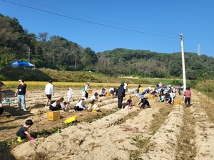 울진군 매화면, 고구마 수확체험 행사 실시