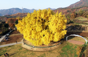 천연기념물 원주 반계리 은행나무 수령 ‘1317년’